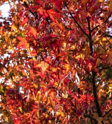 Amberbaum 'Worplesdon'