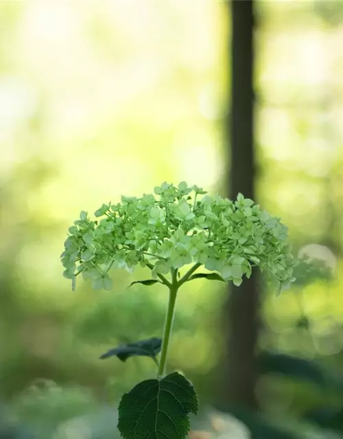 Strauch-Hortensie