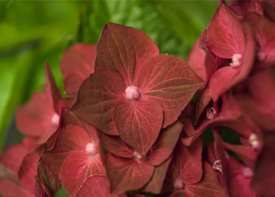 Hydrangea macrophylla 'Magical Ruby Tuesday'®