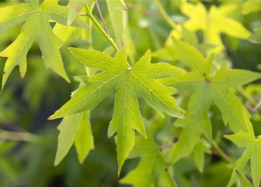 Amberbaum 'Worplesdon'