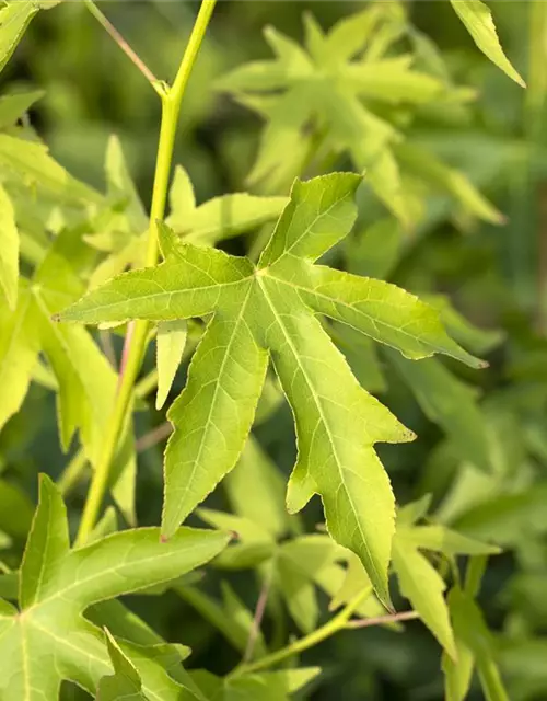 Amberbaum 'Worplesdon'