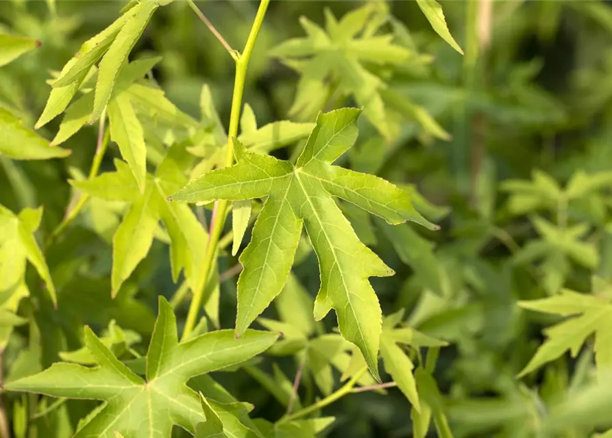 Amberbaum 'Worplesdon'