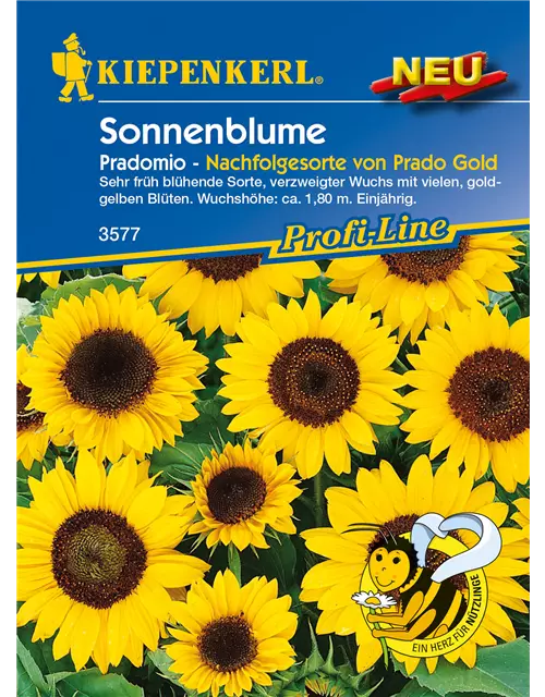 Sonnenblume 'Pradomio'