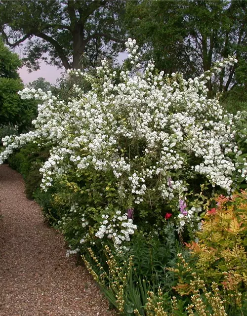 Duftgehölzhecke