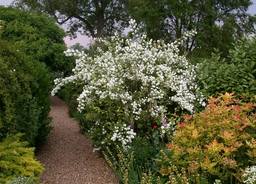 Gefüllter Gartenjasmin 'Virginal'