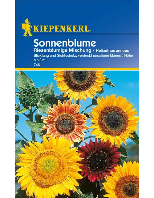 Sonnenblume 'Riesenblumige'