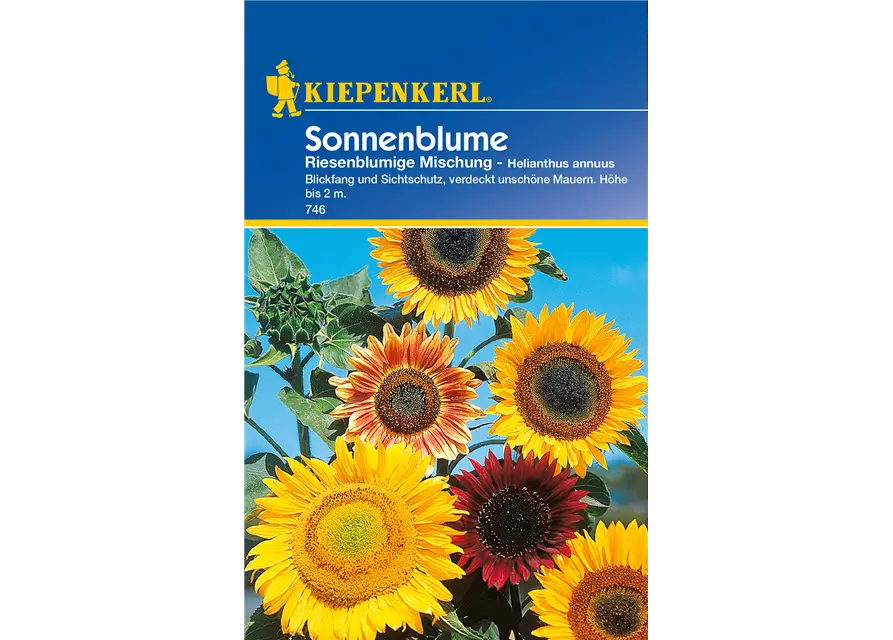 Sonnenblume 'Riesenblumige'