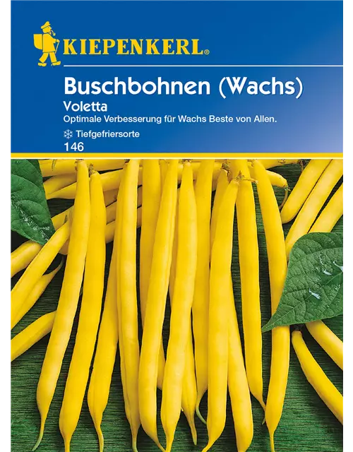 Wachs-Busch-Bohne 'Voletta'