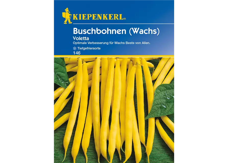 Wachs-Busch-Bohne 'Voletta'