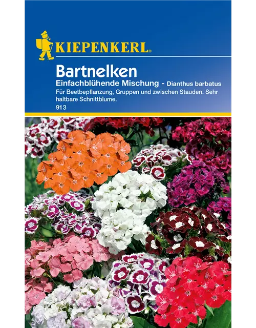 Garten-Bart-Nelke