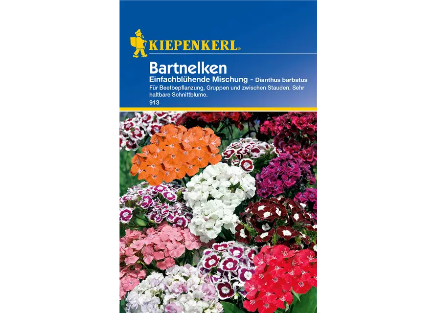 Garten-Bart-Nelke