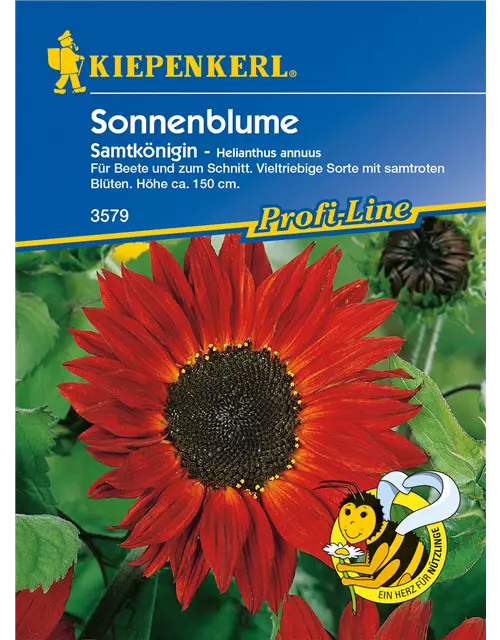 Sonnenblume 'Samtkönigin'