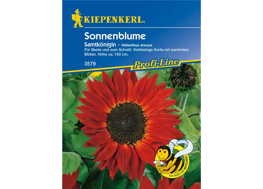 Sonnenblume 'Samtkönigin'