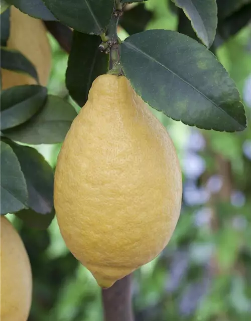 Zitronenbaum 'Citrus Limone', Ø 20 cm