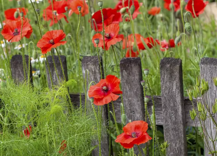 Klatsch-Mohn