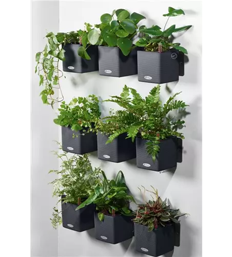 LECHUZA Green Wall Home Kit Color