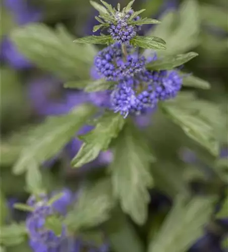 Bartblume 'Kew Blue'