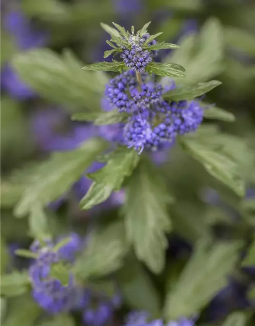 Bartblume 'Kew Blue'