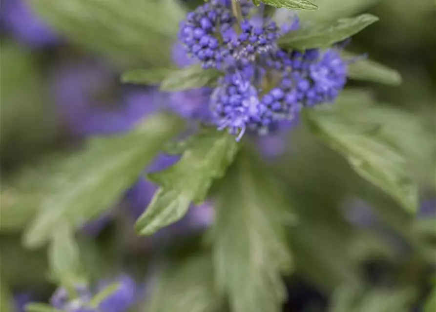 Bartblume 'Kew Blue'