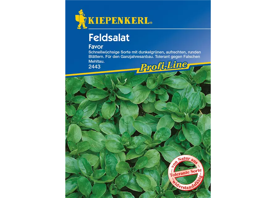 Feldsalat 'Favor'