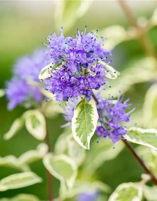 Weißbunte Bartblume 'White Surprise'