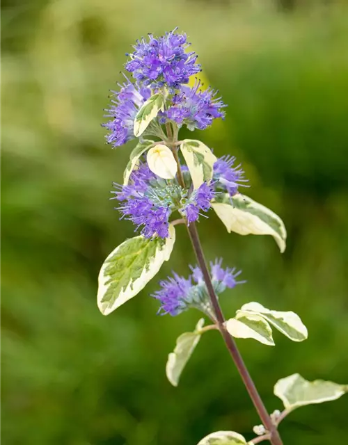 Weißbunte Bartblume 'White Surprise'