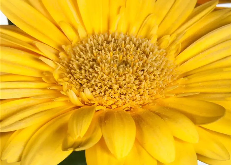 Gerbera