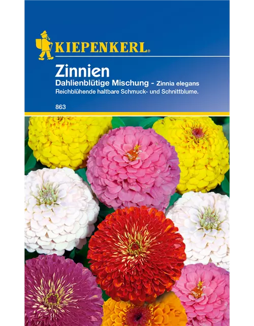 Dahlienblütige Zinnie