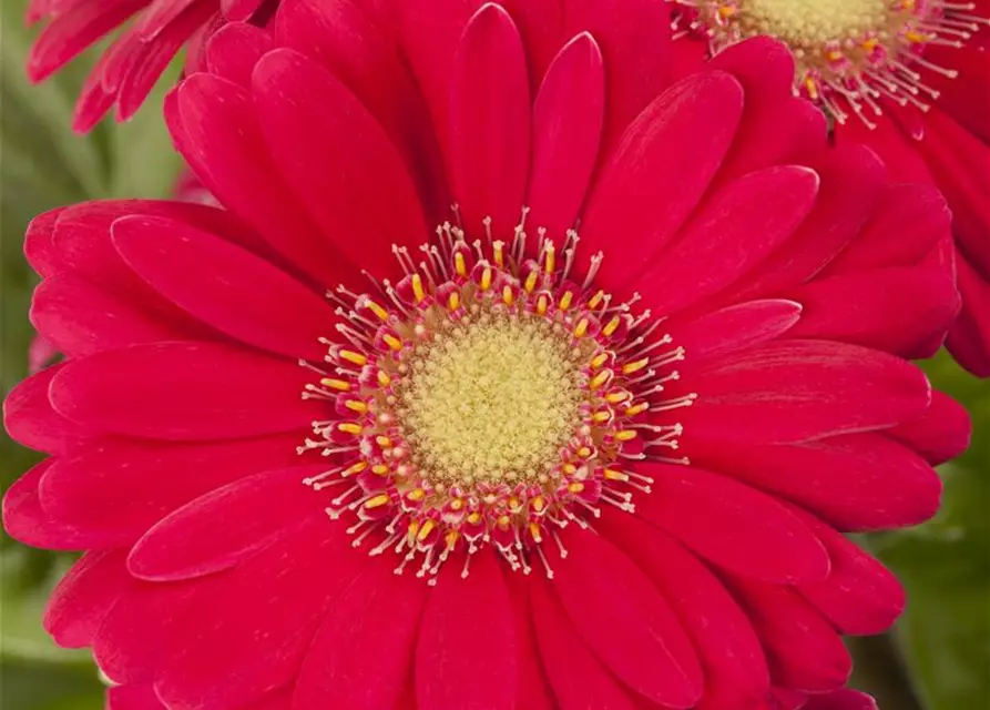 Gerbera