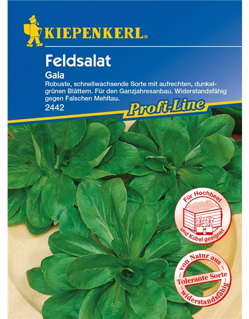 Feldsalat 'Gala'