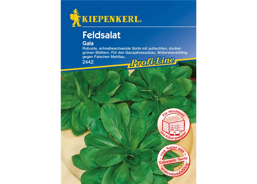 Feldsalat 'Gala'