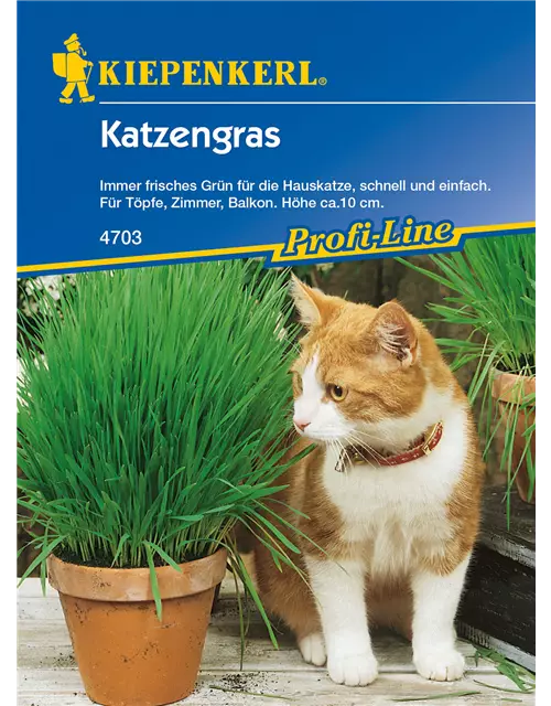 Katzengras