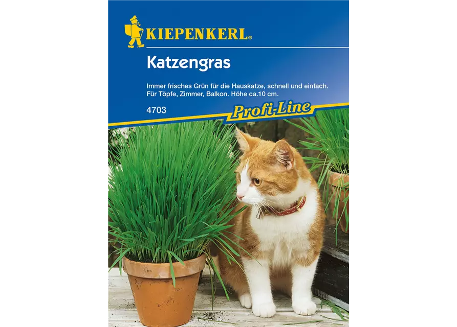 Katzengras