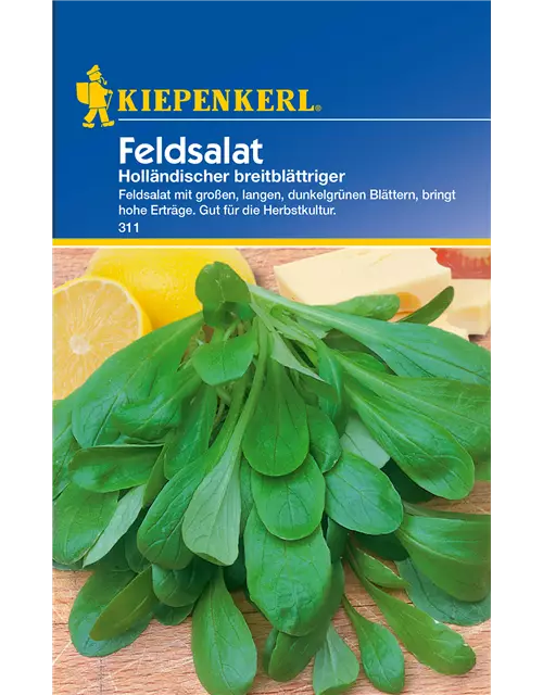 Feldsalat 'Holländischer Breitblättriger'