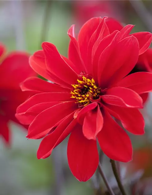 Dahlia