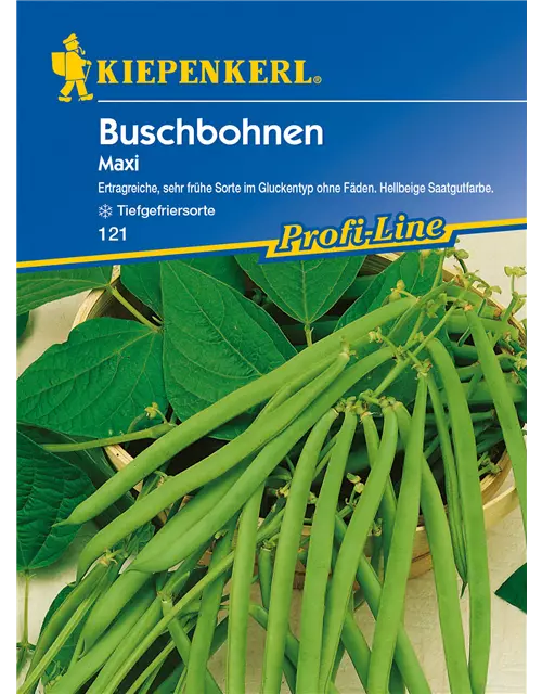 Busch-Bohne 'Maxi'