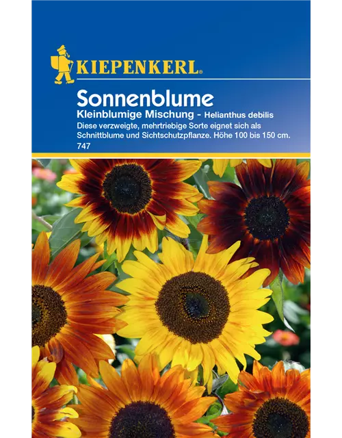 Sonnenblume 'Kleinblumige Mischung'