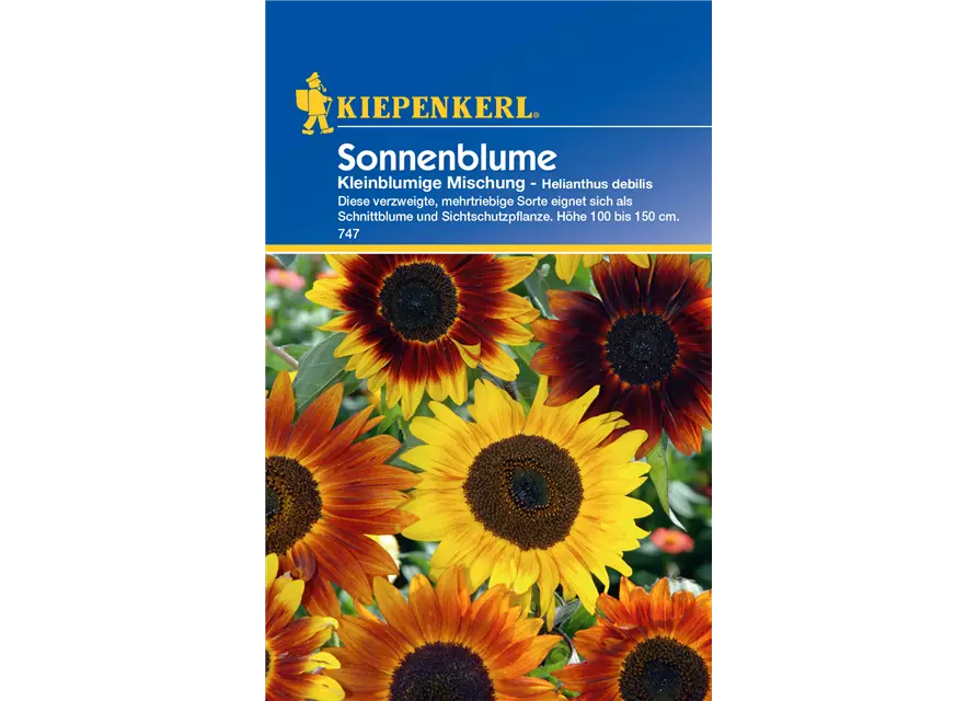 Sonnenblume 'Kleinblumige Mischung'