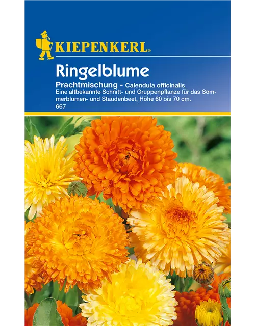 Ringelblume 'Prachtmischung'