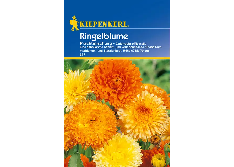 Ringelblume 'Prachtmischung'