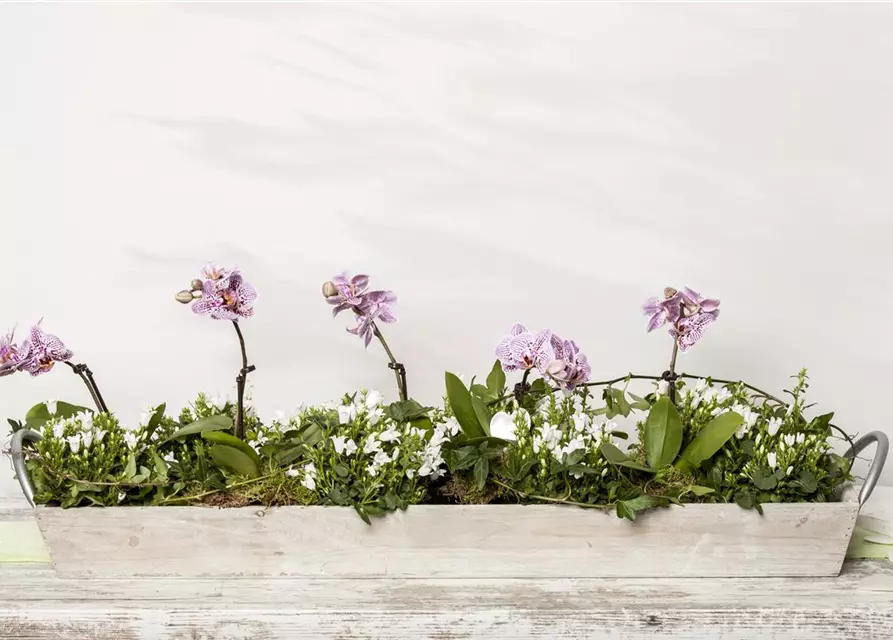 Campanula portenschlagiana