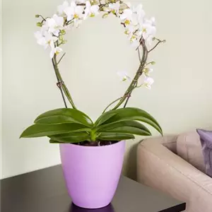 Orchideenstäbe