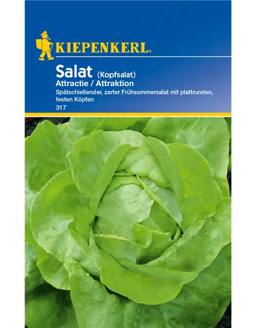 Kopfsalat 'Attraktion'