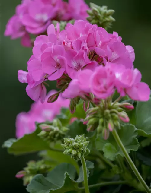 Pelargonium zonale