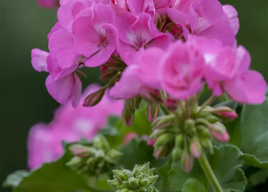 Pelargonium zonale