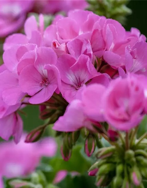 Pelargonium zonale