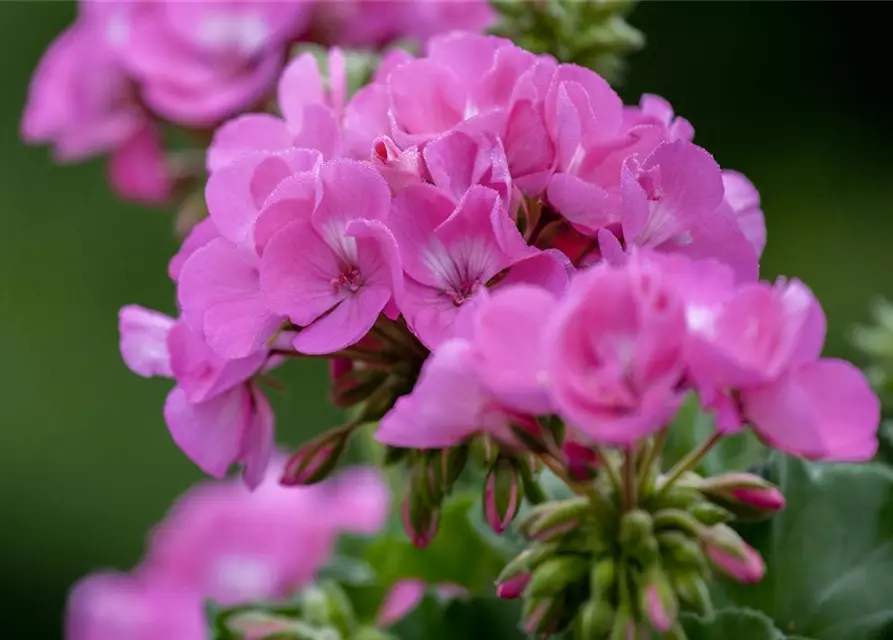 Pelargonium zonale