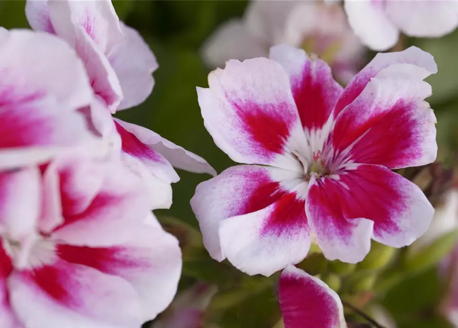 Pelargonium zonale