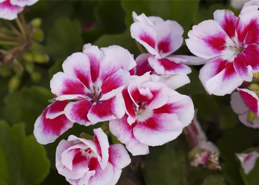 Pelargonium zonale