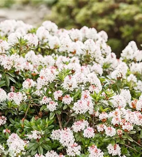 Rhododendron 'Bloombux'® - Hecke